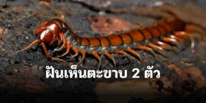 ส่องเลขเด็ด ฝันเห็น ตะขาบ 2 ตัว