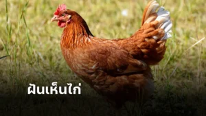 ฝันเห็น ไก่ สัญญาณแห่งโชคลาภและความสุข!